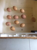 hatching eggs.jpg