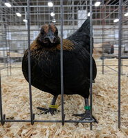 OEGB, brown red female caught off guard.jpg