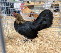 OEGB, Brown Red hen.jpg