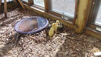 duckes 004.JPG