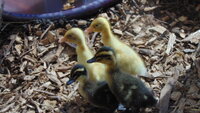 duckes 010.JPG