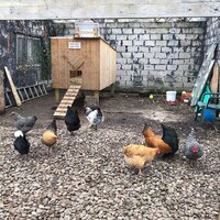 Ramsey chickens and coop.jpg Ramsey chickens and coop.jpg