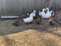 EED218B4-0686-4F30-9BEF-917E6B77E3F4.jpeg