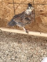 IMG_1310.jpeg