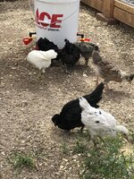 IMG_1307.jpeg