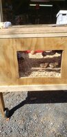 brooder 4.jpg