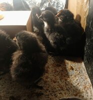 chicks.jpg