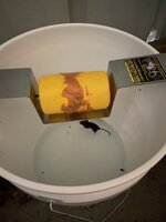 Mouse in bucket.jpg