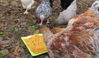 Top Ten Homemade Chicken Waterers (3).png