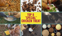 Top 8 "Special" Chicken Treats