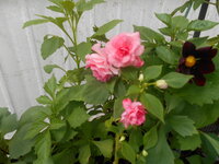 DSCN0389.JPG