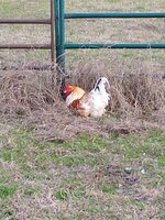 IMG_20200309_174242347.jpg