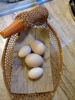 silkie eggs.jpg