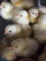 chicks.jpg