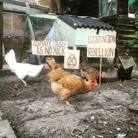 Chicken Coop 2.jpg