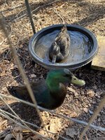 IMG_0202.jpg
