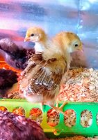IMG_20200310_122018970.jpg