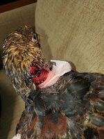 hurt chicken.jpg