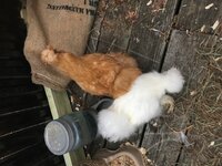 silkies.jpg