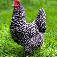 barred_rock_laying_hen.jpg