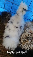 LogoLicious_20200312_172302.jpg