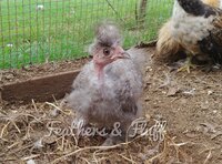 LogoLicious_20190630_210619.jpg