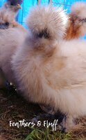 LogoLicious_20200312_172329.jpg