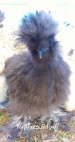 LogoLicious_20200312_172428.jpg