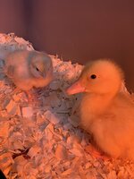 14502715-66AA-4DF0-A2D8-A4C044987177.jpeg