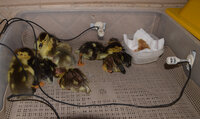ps cropped_1_DSC_0726.jpg