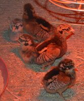 baby easter eggers new today.jpg