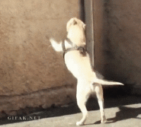 02FC3FC3-1AD2-454B-9726-0E81178CAA38.gif