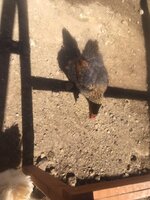 chicken.JPG
