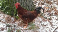 rooster 2.jpg
