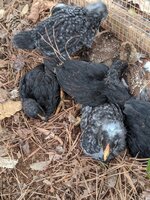 dust bath.jpg