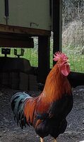 IMG_0365.jpg
