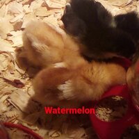 IMG_20200316_193538_793.jpg