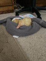 IMG_2349.jpg