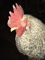 835E2515-2444-4797-9CCA-EDD6194BD4A2.jpeg