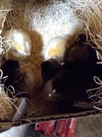IMG_20200318_064532420.jpg
