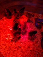 IMG_20200318_065738245.jpg
