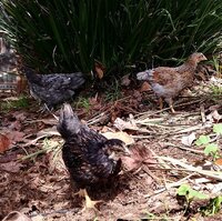 chickss.jpg