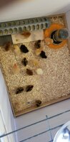 Baby Chicks are here 3.18.2020.jpg