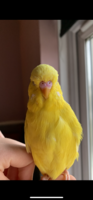 C3208585-D1F9-413F-9859-F99BFE4BA256.png