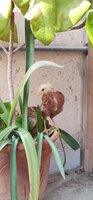 IMG_20200317_175228.jpg