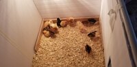 Baby Chicks Day 2  3.19.2020.jpg