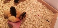 Baby Chicks Day 2 Hand Feeding  3.19.2020.jpg