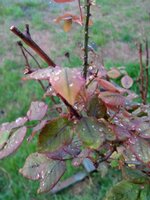 IMG_20200319_191543866.jpg