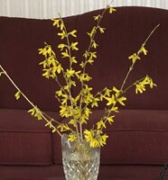 spring flowers.jpg