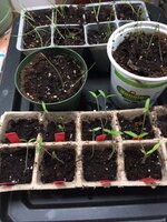 more seedlings.JPG